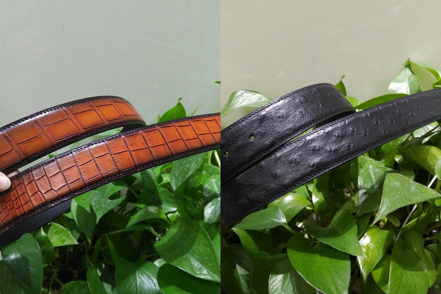 Brown crocodile leather belt showing tiles running across the strap beside a black ostrich leather belt showing quill follicles