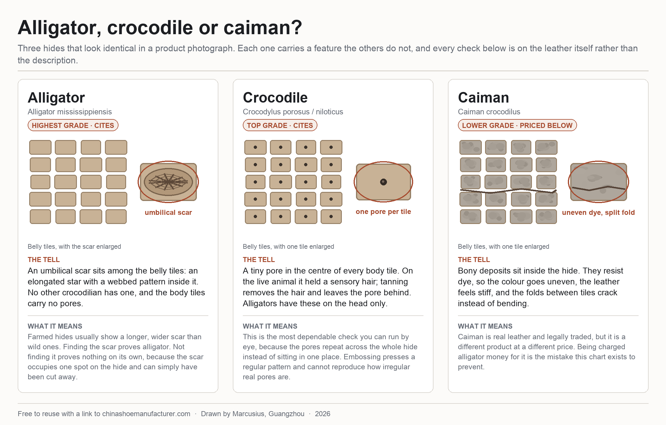 Comparison chart of alligator, crocodile and caiman leather showing the umbilical scar, the pore in each crocodile tile, and the uneven dye and split folds of caiman
